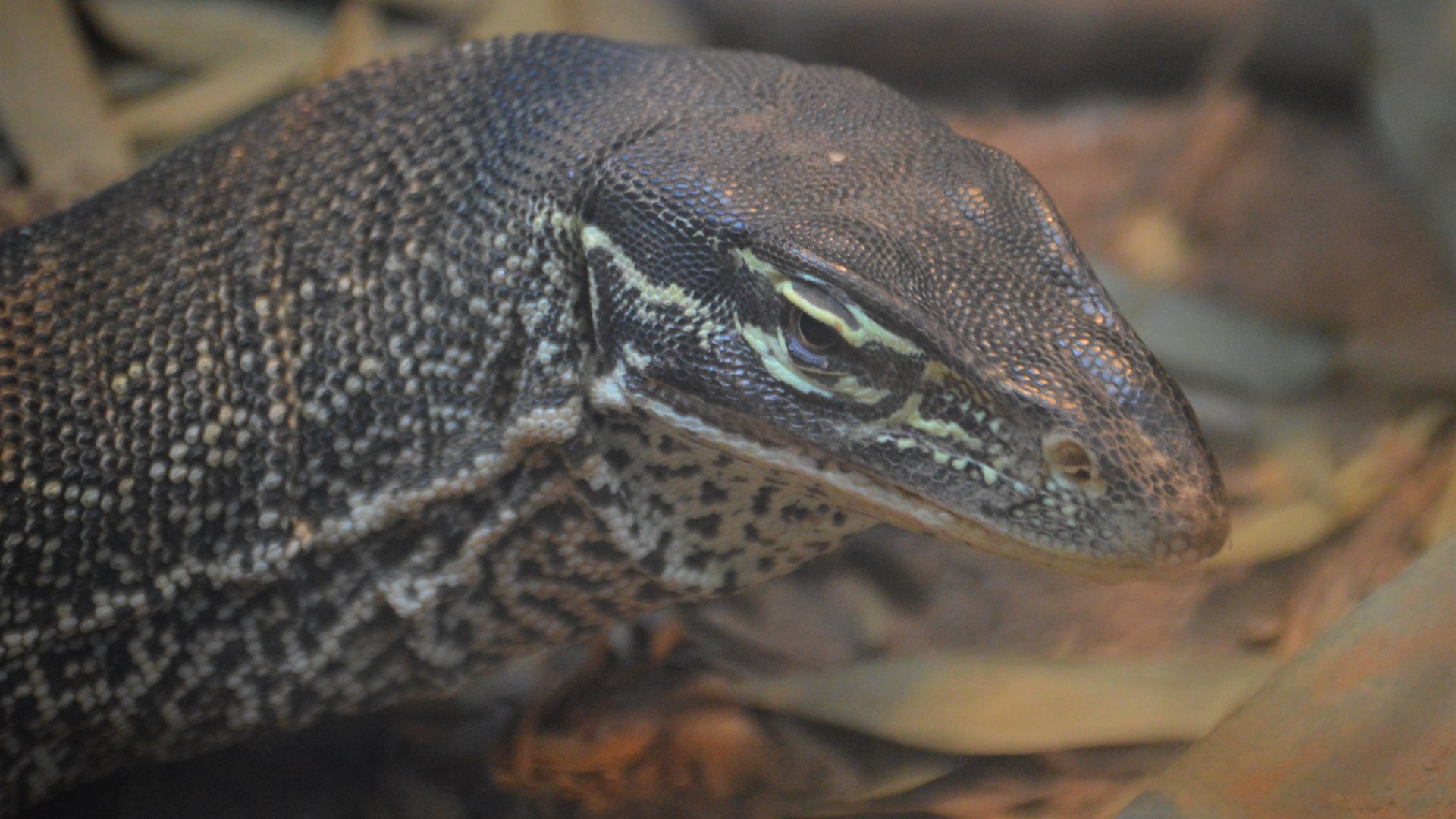 Varanus panoptes