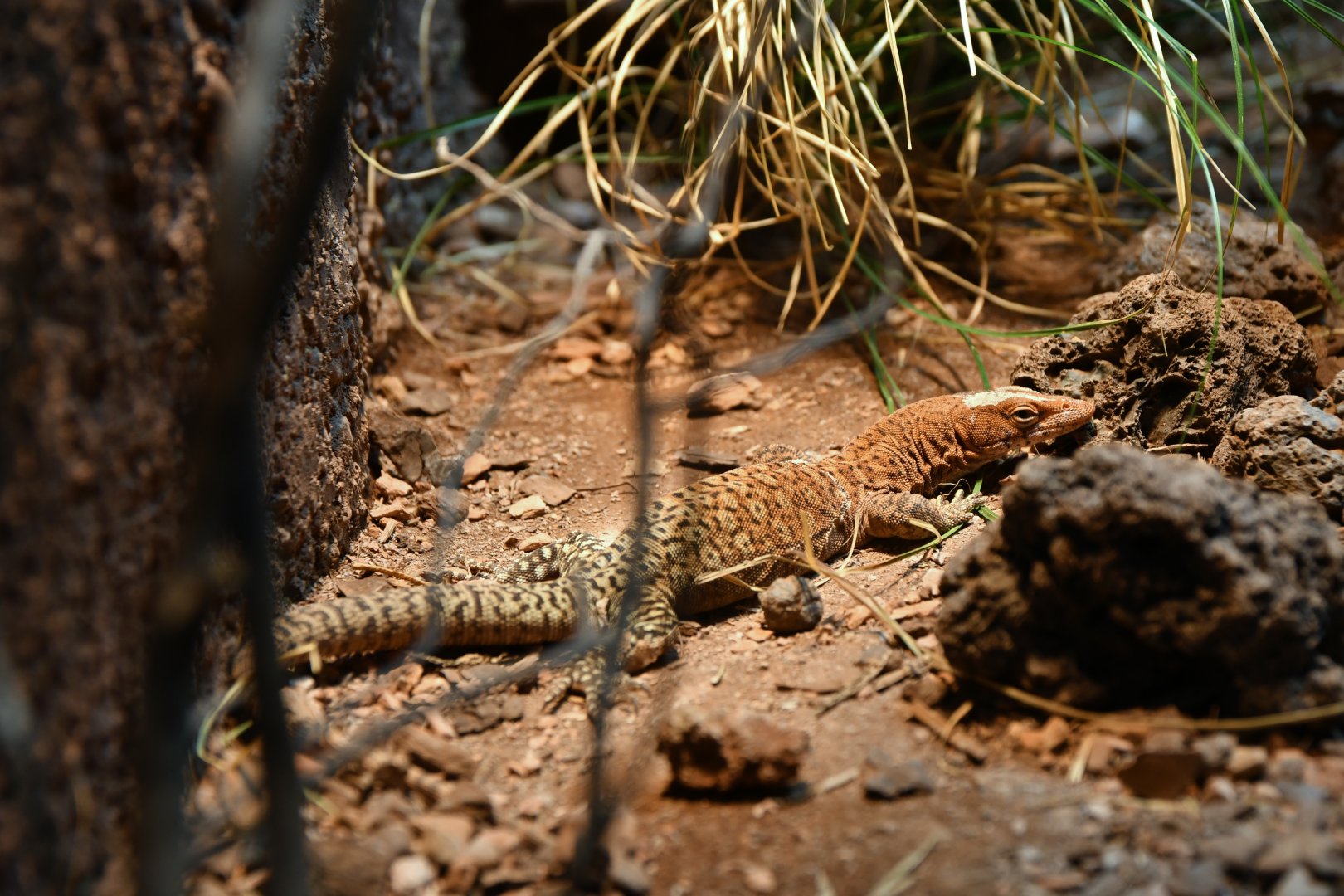 Varanus pilbarensis