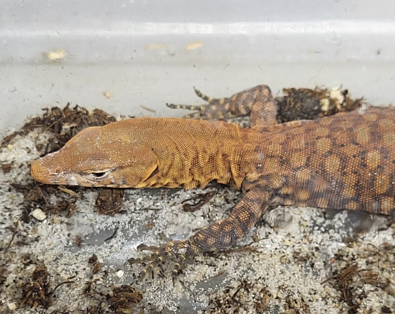 Varanus pilbarensis