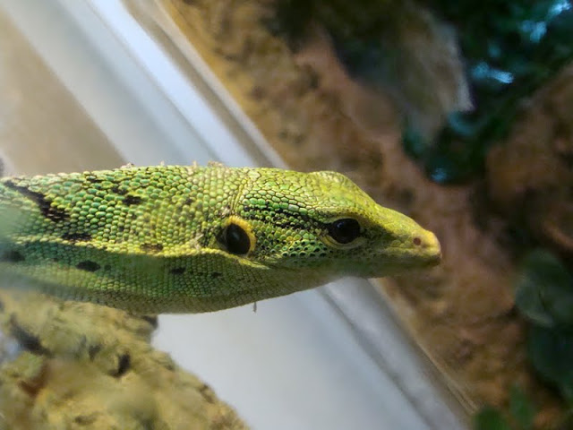 Varanus prasinus