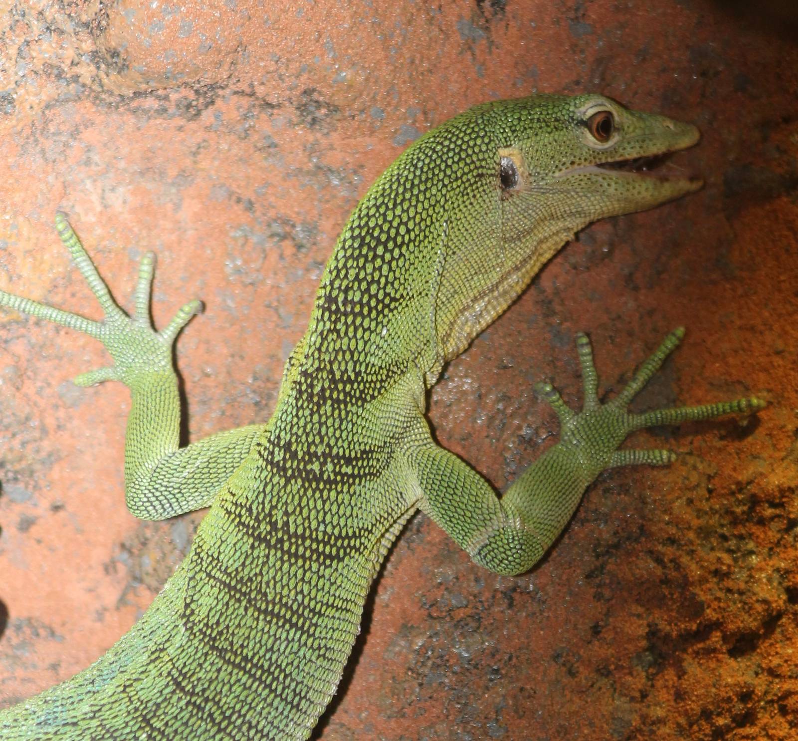varanus prasinus