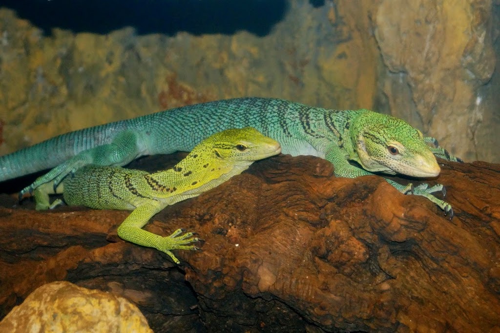 Varanus prasinus