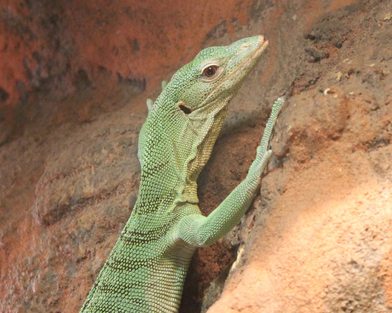 Varanus prasinus