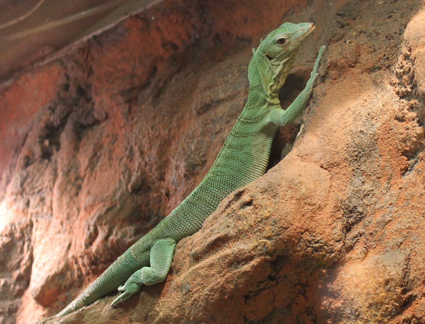 Varanus prasinus