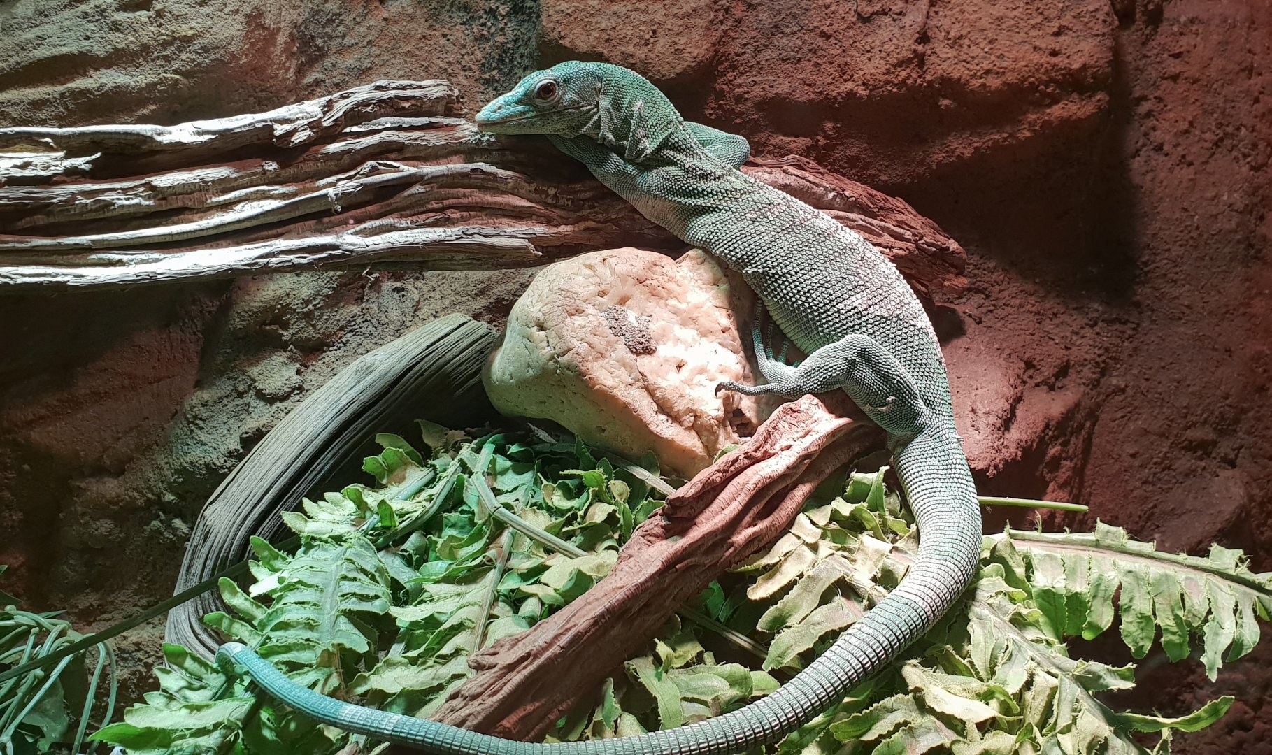 Varanus prasinus
