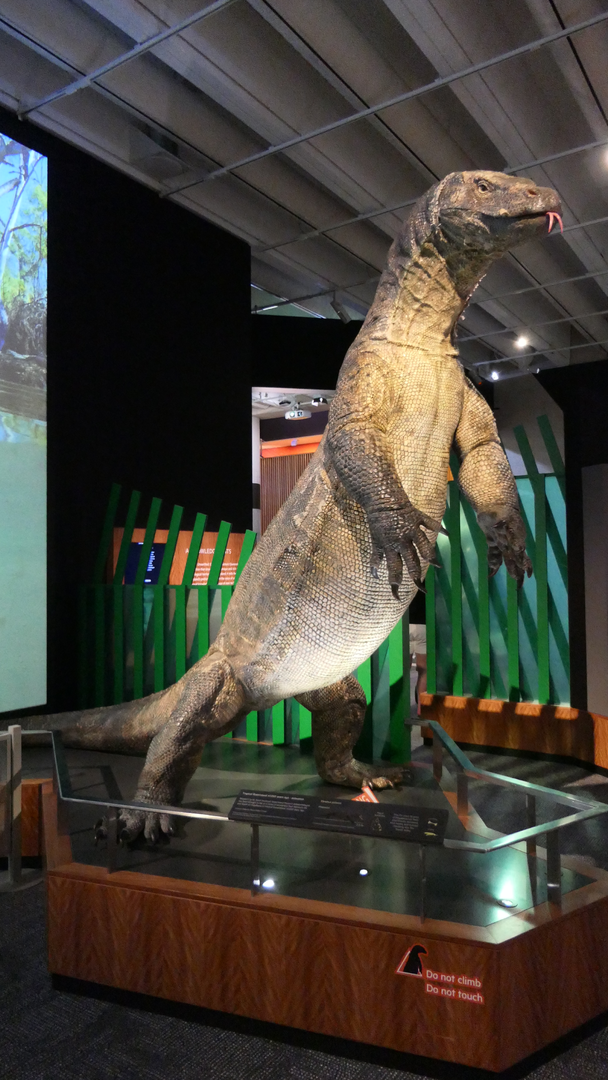 Varanus priscus (formerly Megalania prisca) model