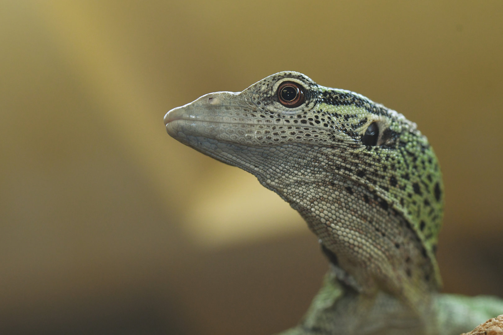 Varanus reisengeri