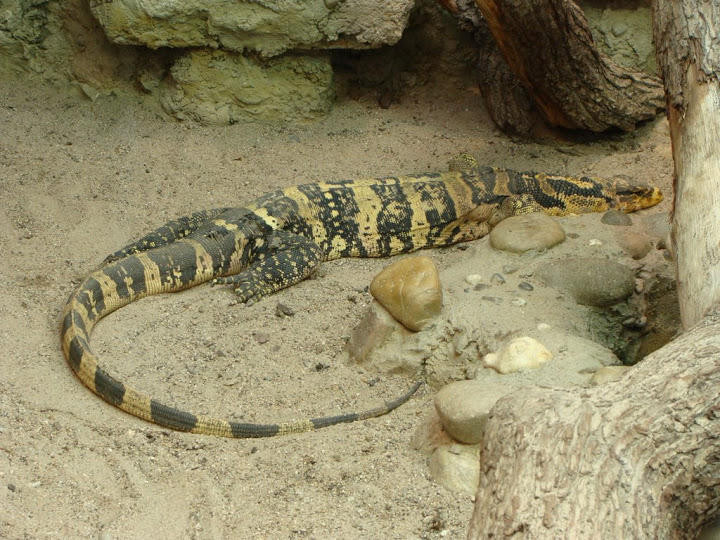 Varanus s.cumingi
