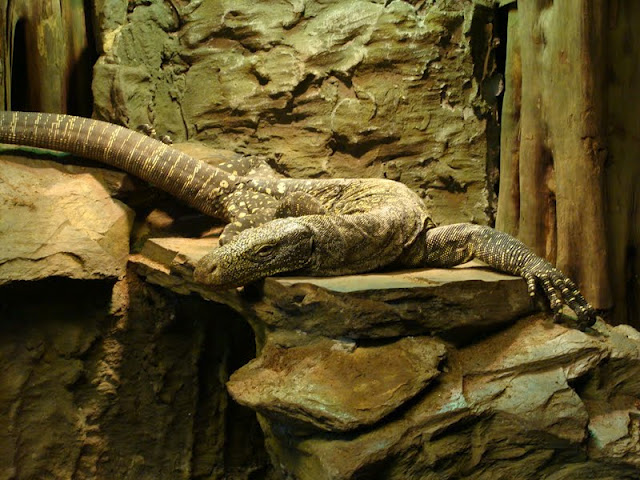 Varanus salvadori