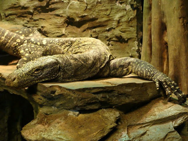 Varanus salvadori
