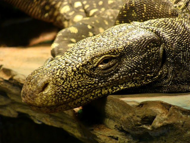 Varanus salvadori