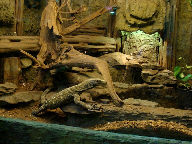 Varanus salvadori