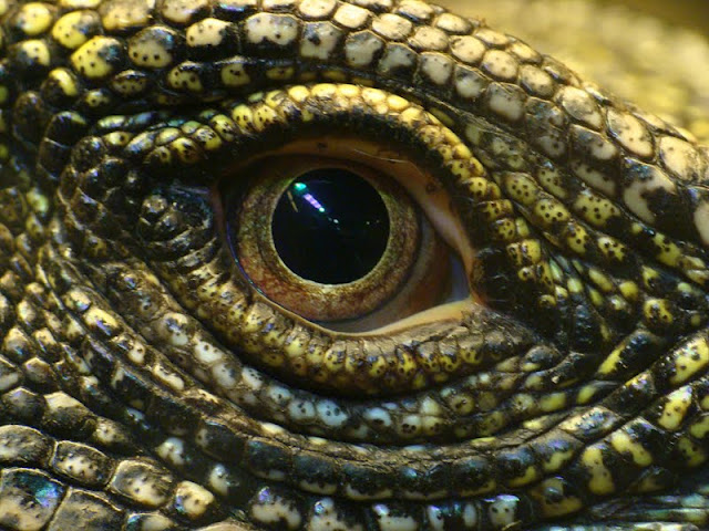 Varanus salvadori