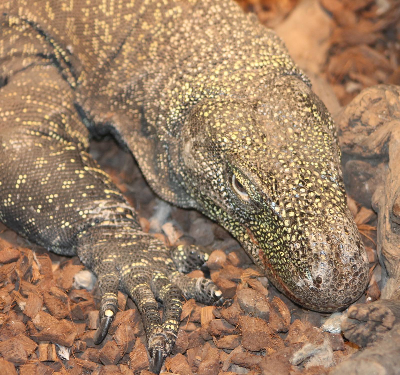 Varanus salvadori