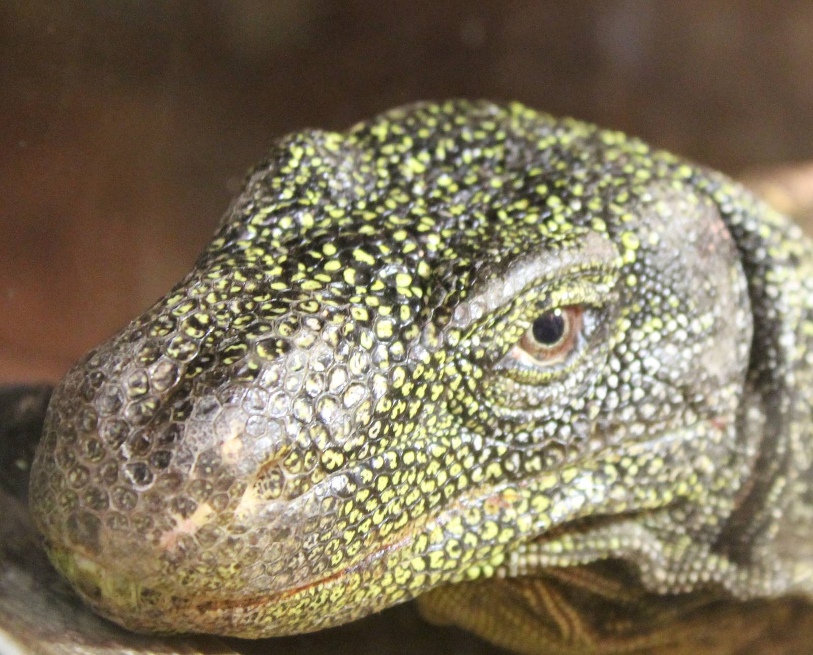 Varanus salvadori