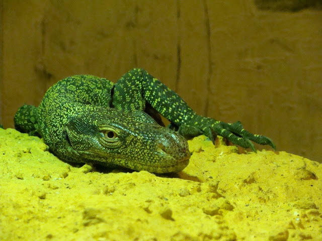 Varanus salvadorii  female