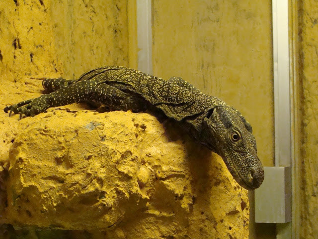 Varanus salvadorii female
