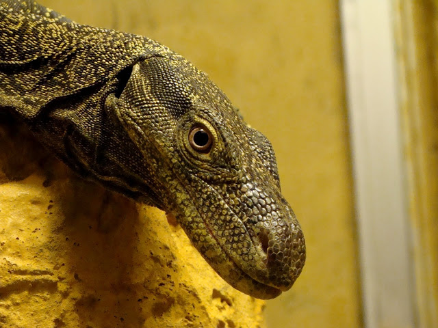 Varanus salvadorii female
