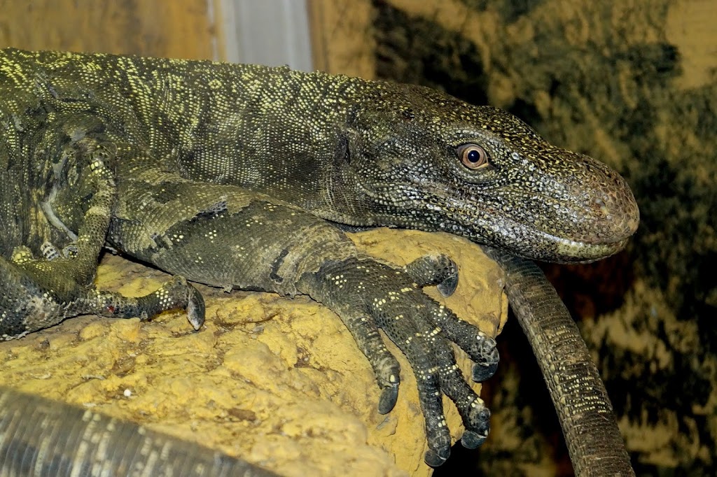 Varanus salvadorii female