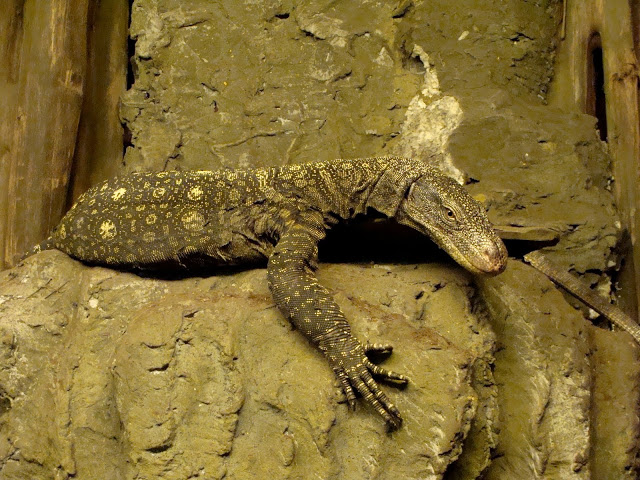 Varanus salvadorii male