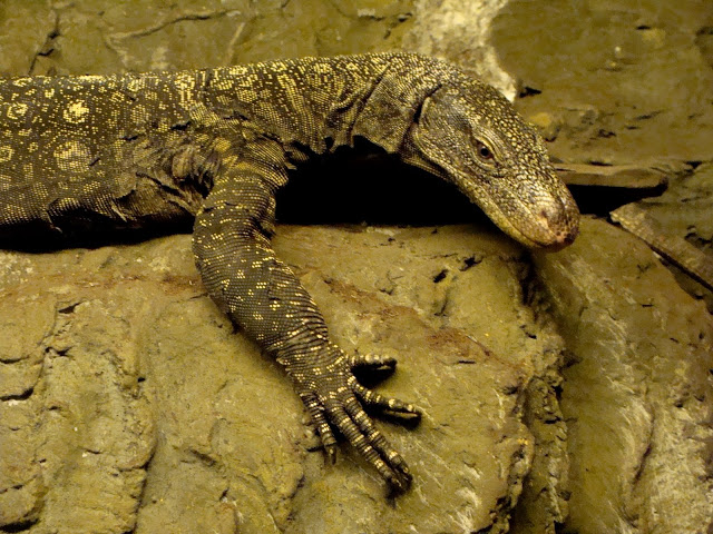 Varanus salvadorii male