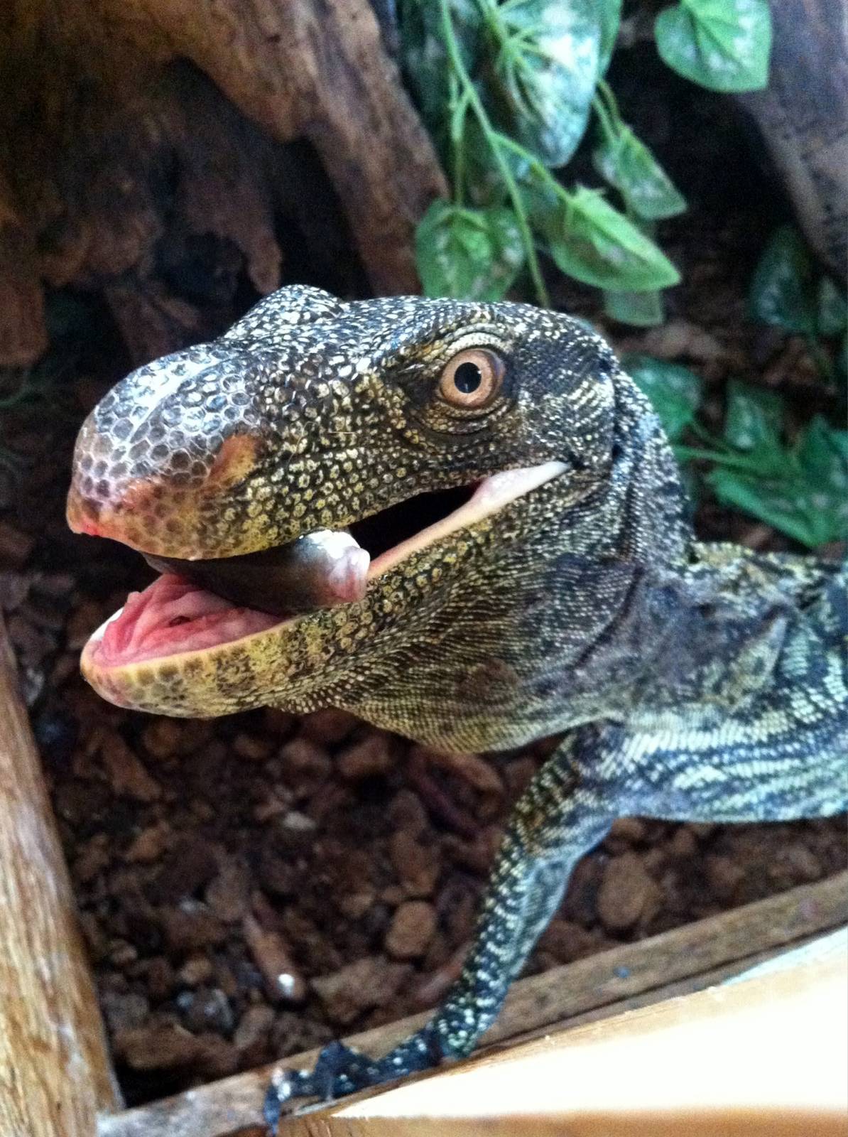 Varanus salvadorii  - young female, pose with exhibition