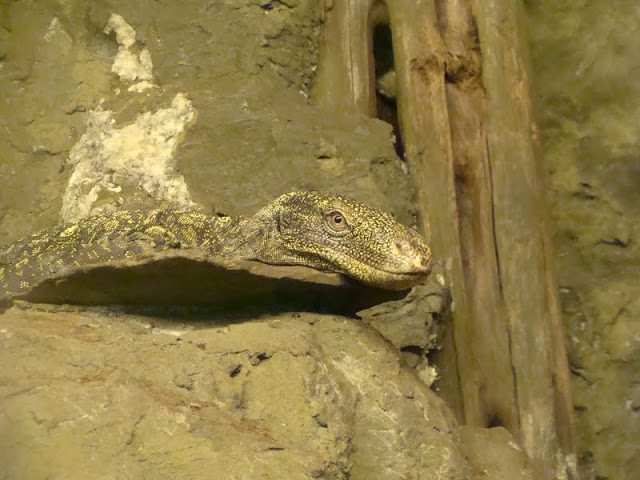 Varanus salvadorii
