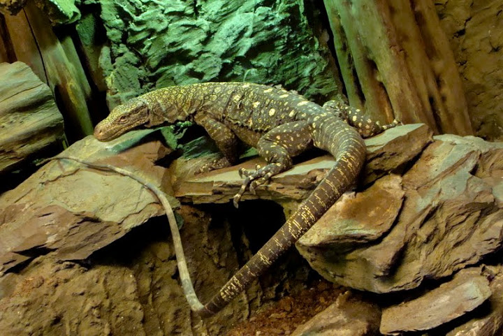 Varanus salvadorii