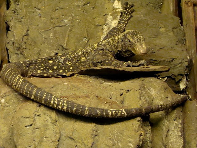 Varanus salvadorii