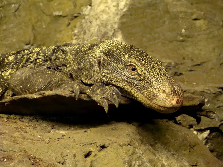 Varanus salvadorii