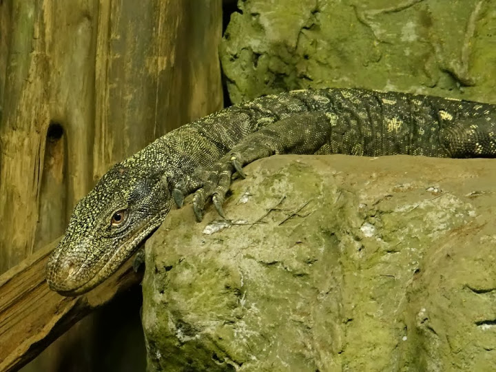 Varanus salvadorii