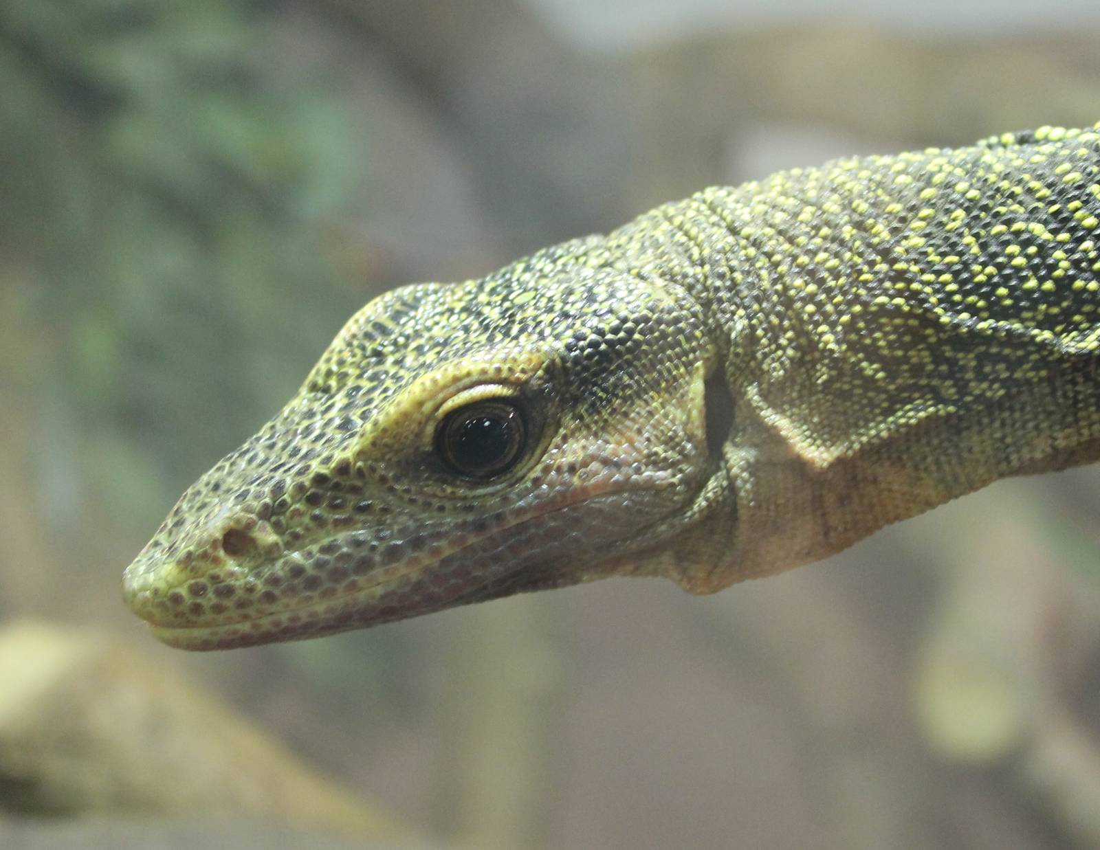 Varanus salvadorii