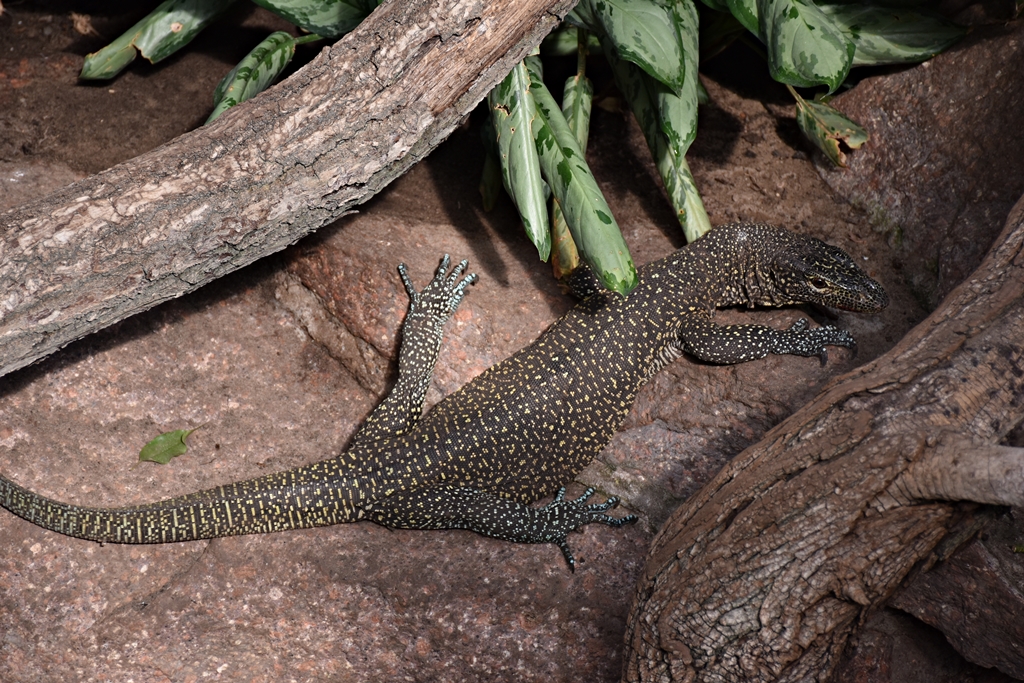 Varanus salvadorii