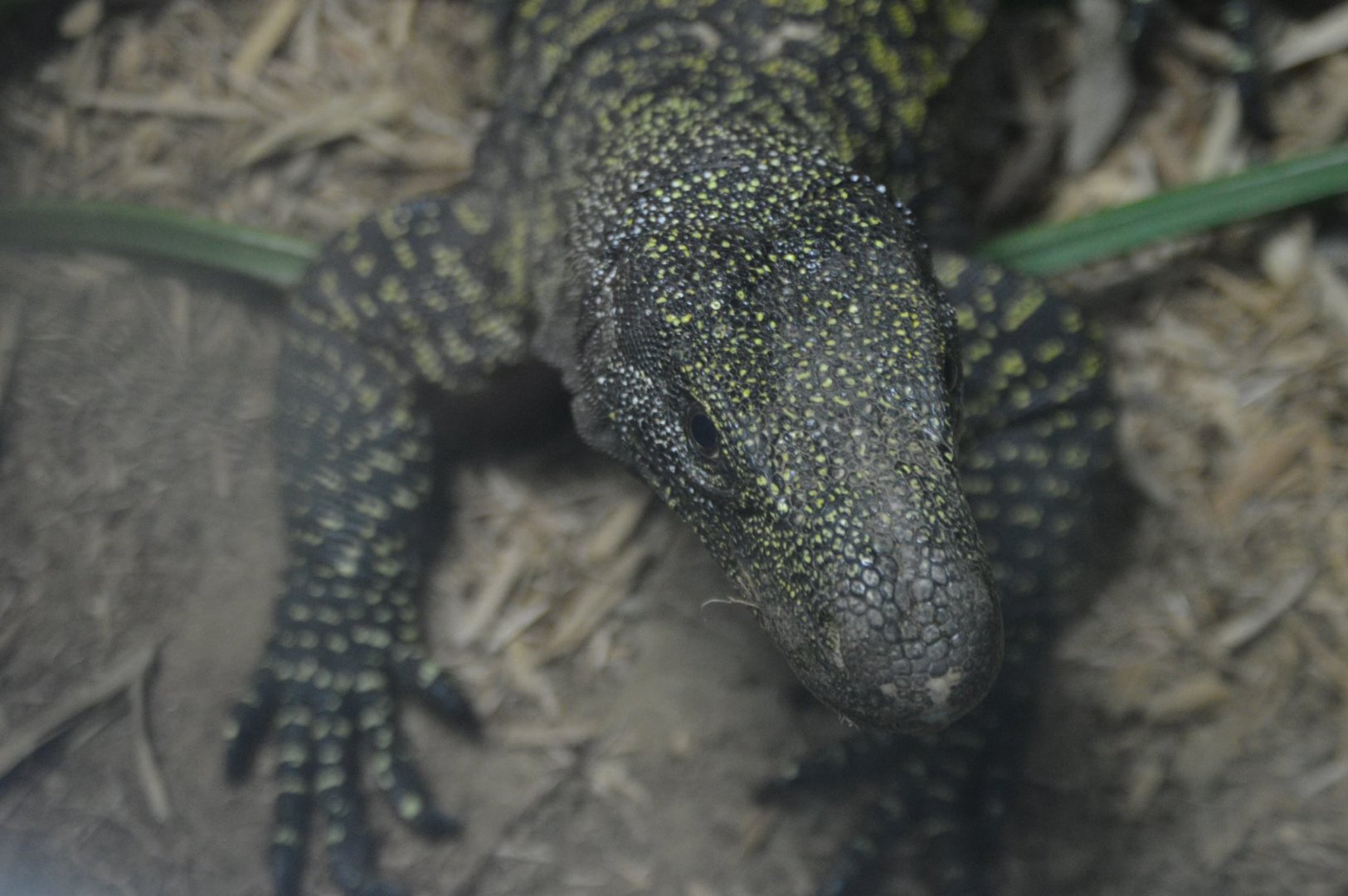 Varanus salvadorii