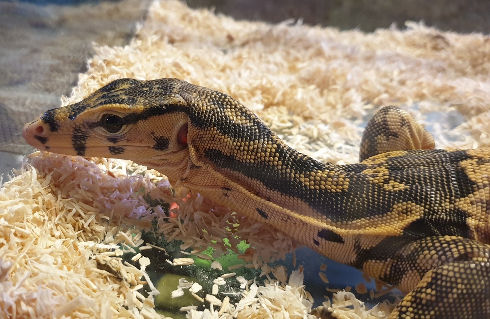 Varanus salvator - Alor island