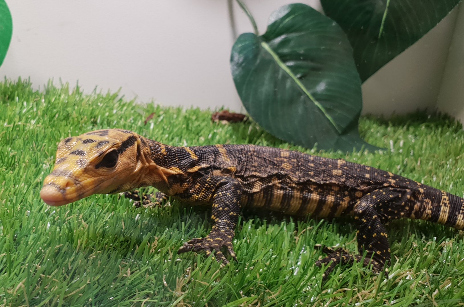 Varanus salvator "celebensis" - juvenile