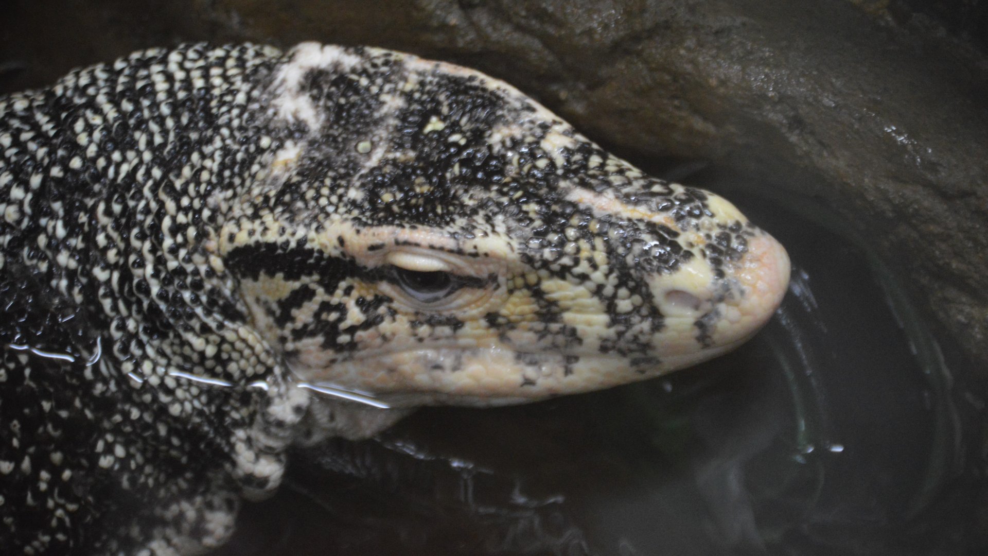 Varanus salvator marcomaculatus