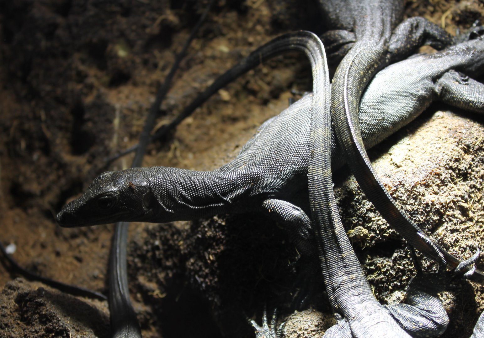 Varanus salvator - Melanistic form