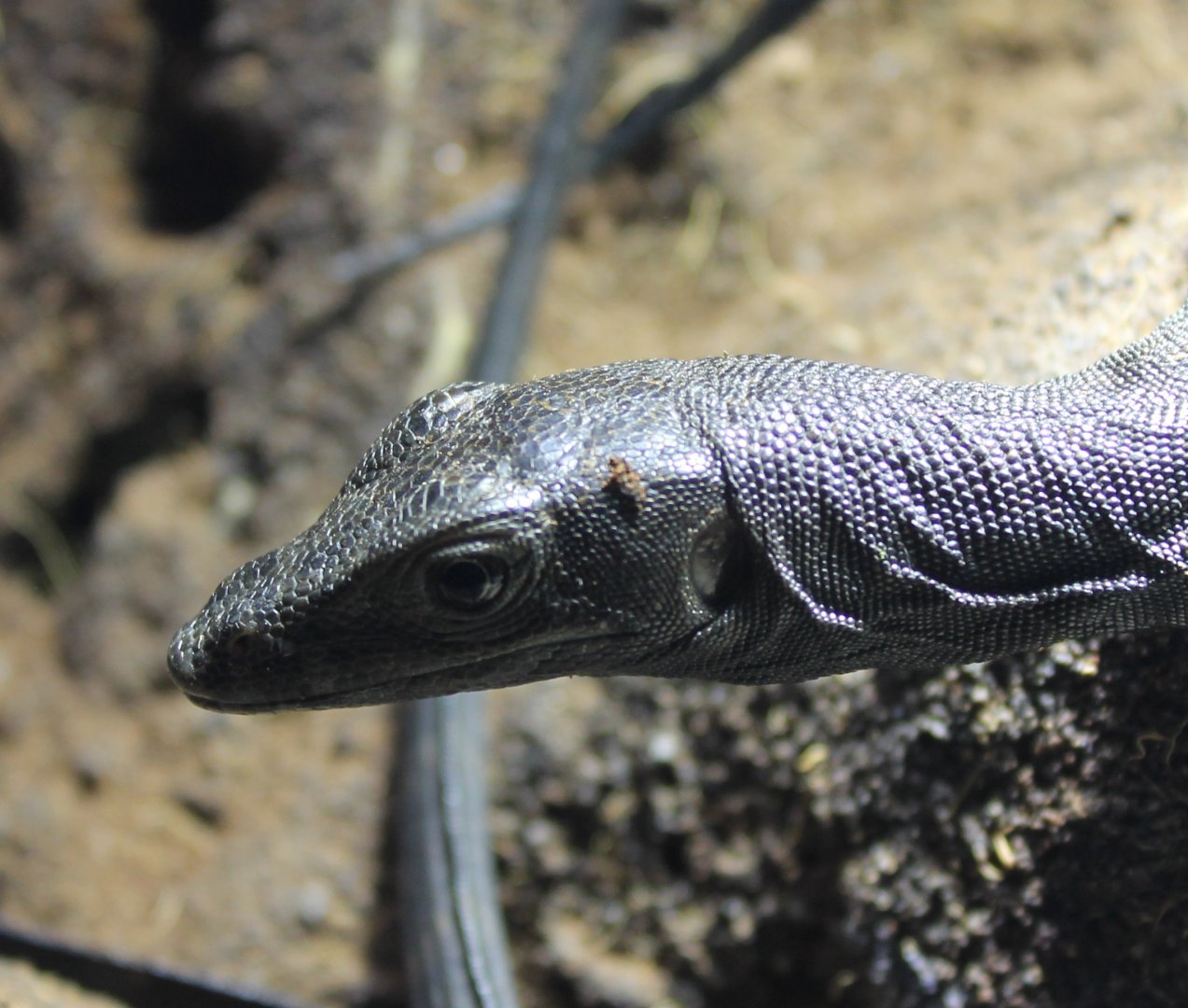 Varanus salvator - Melanistic form