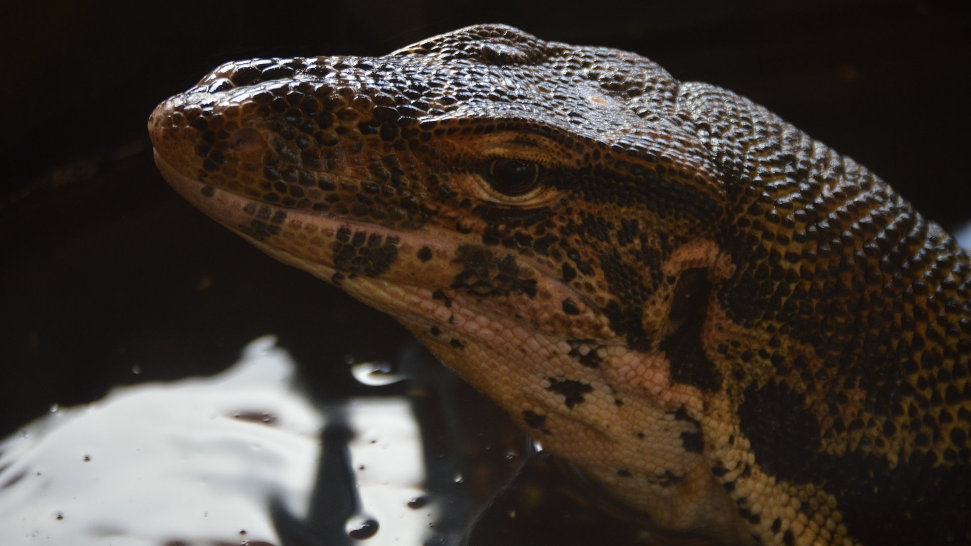 Varanus salvator salvator (Kipling)