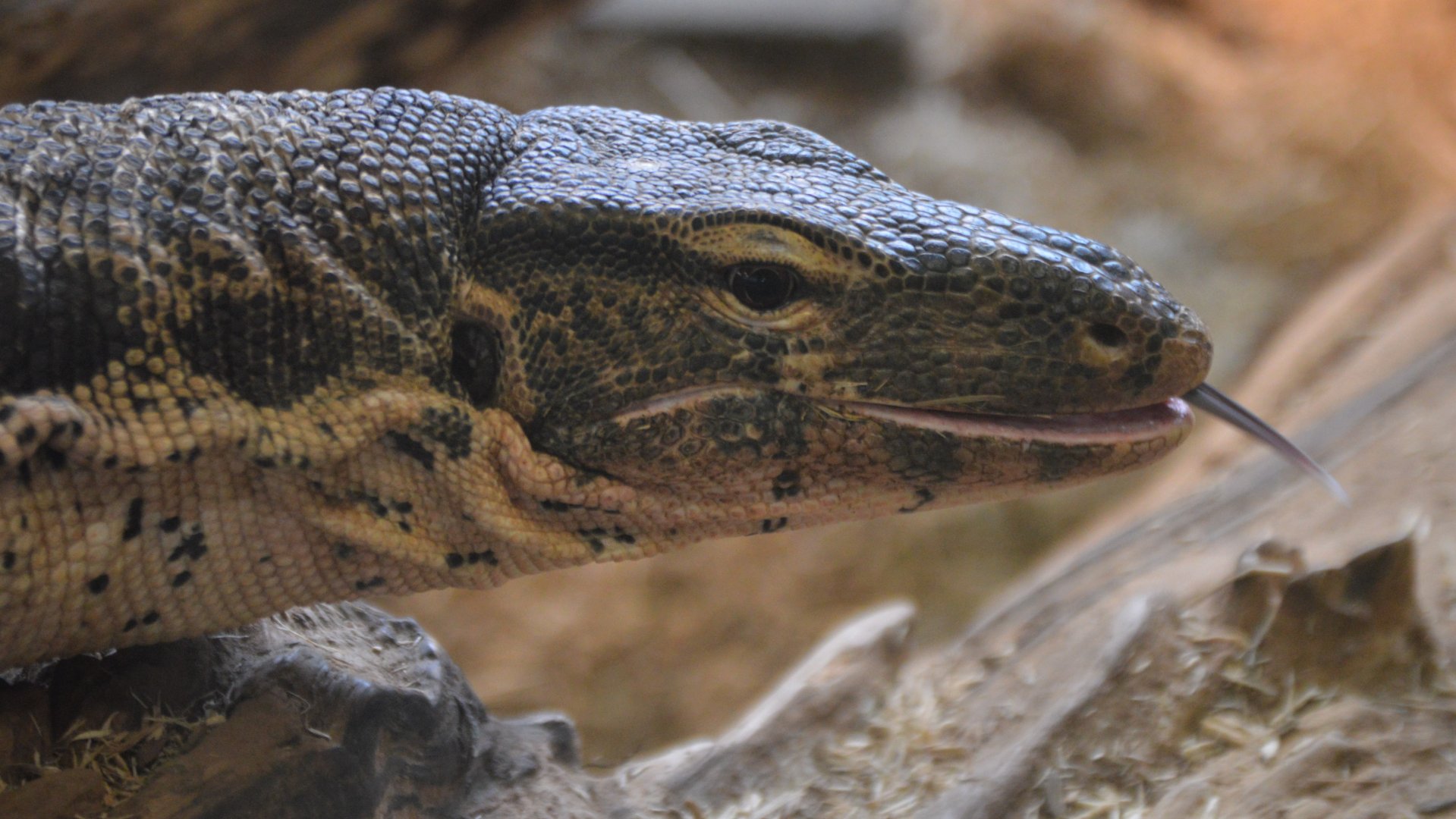 Varanus salvator salvator