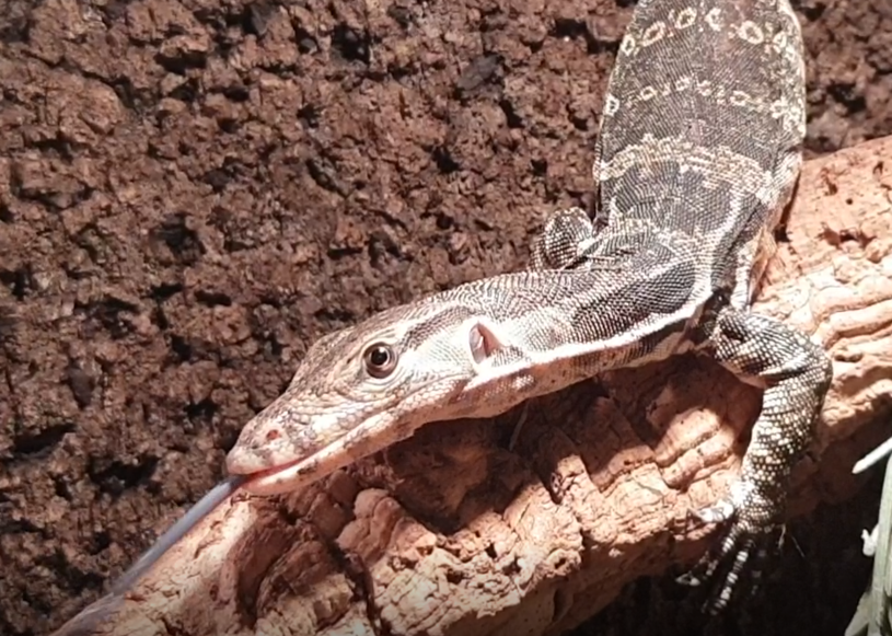 Varanus salvator