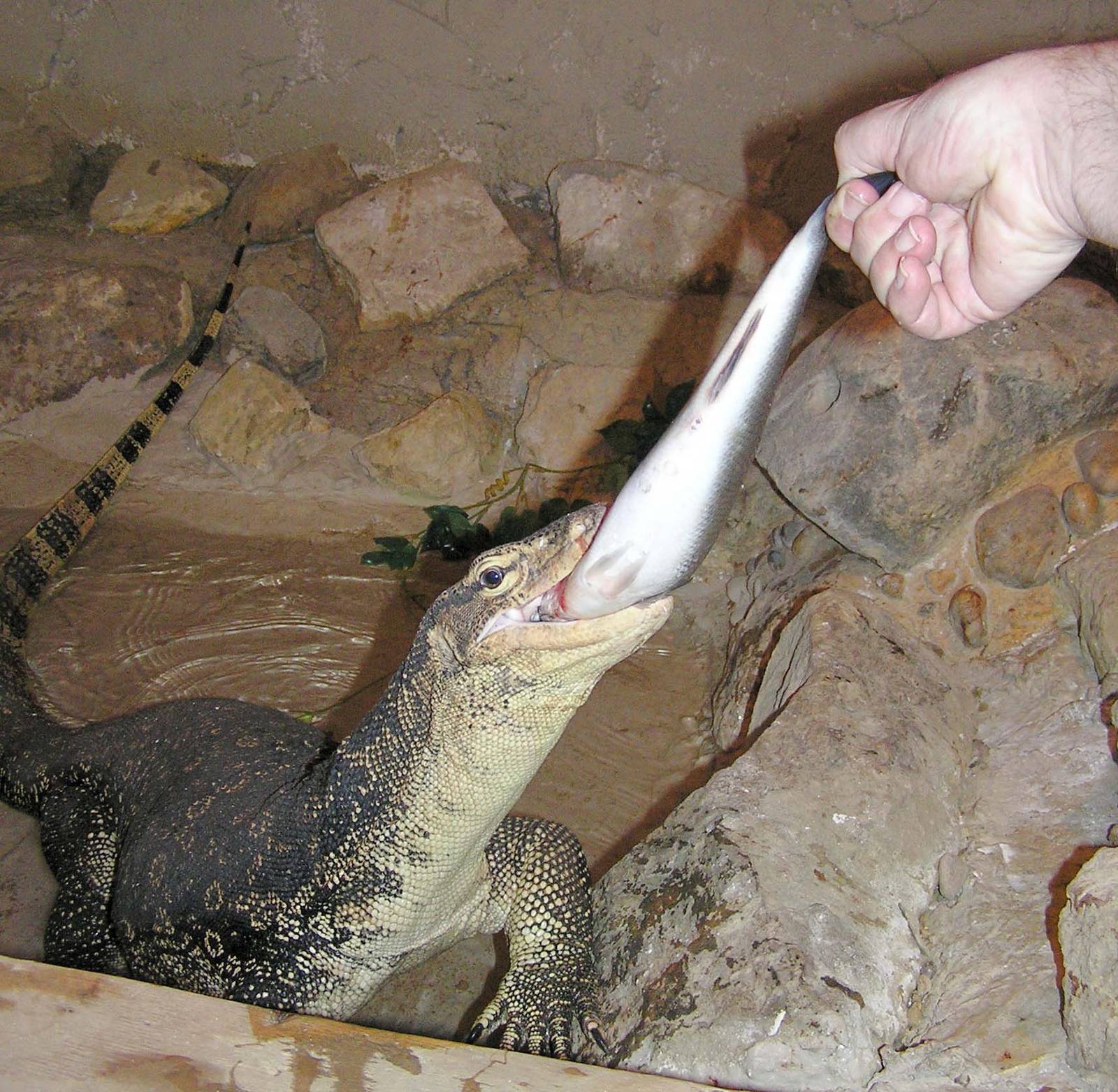 Varanus salvator