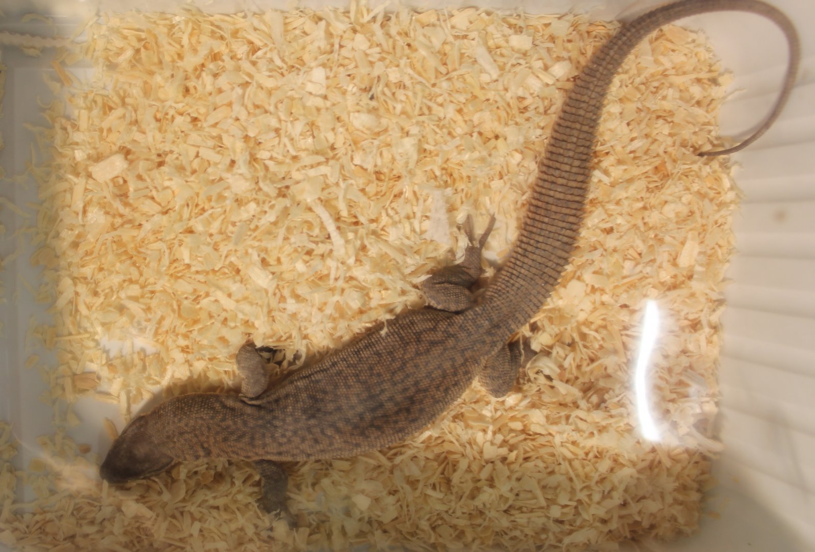 Varanus storri
