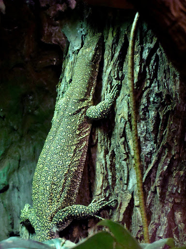 Varanus timorensis