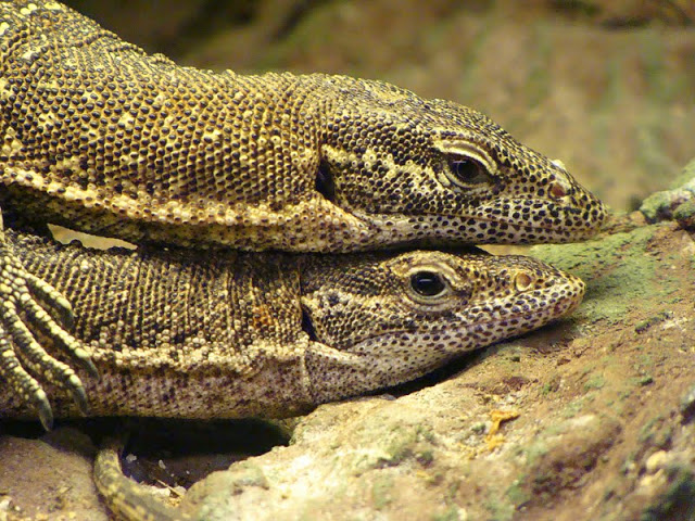 Varanus timorensis