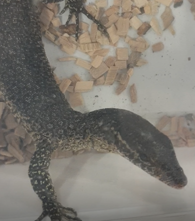 Varanus timorensis