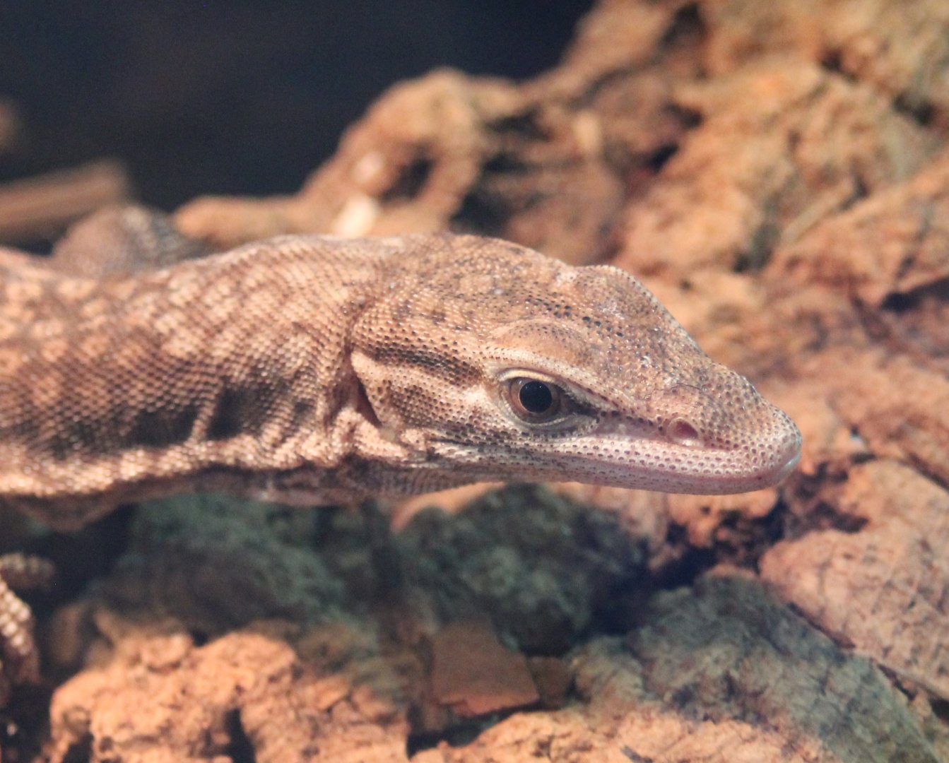 Varanus tristis orientalis