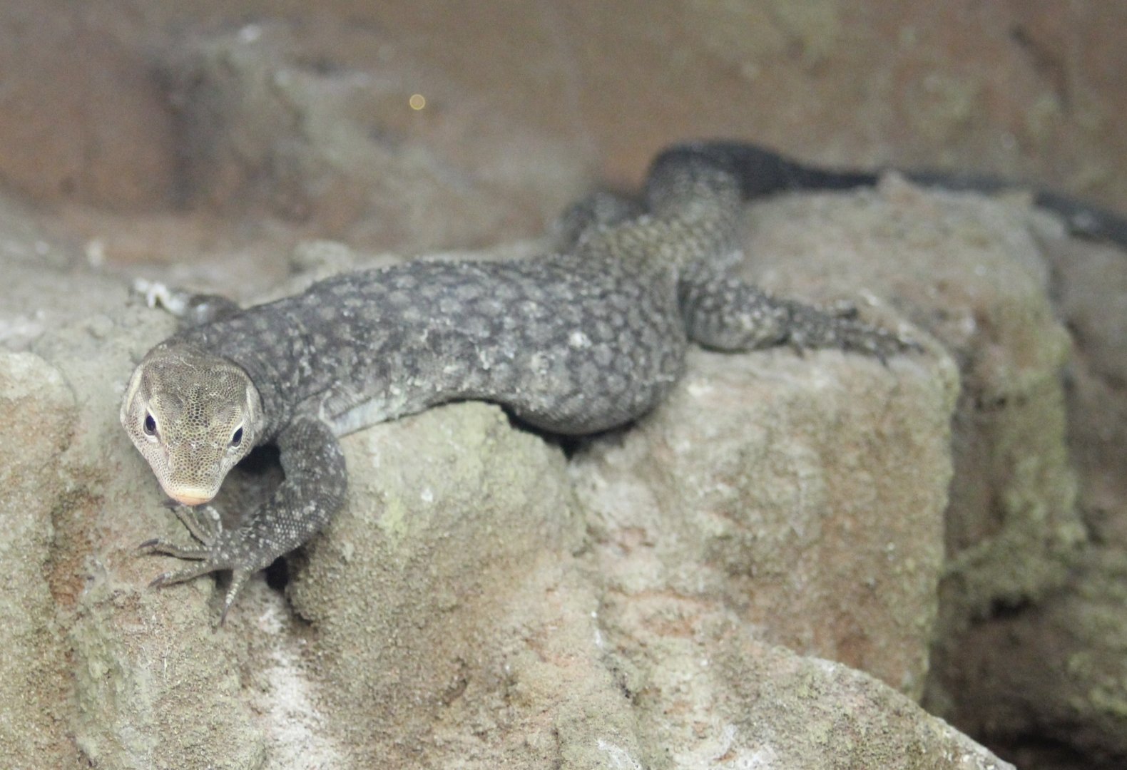 Varanus tristis orientalis