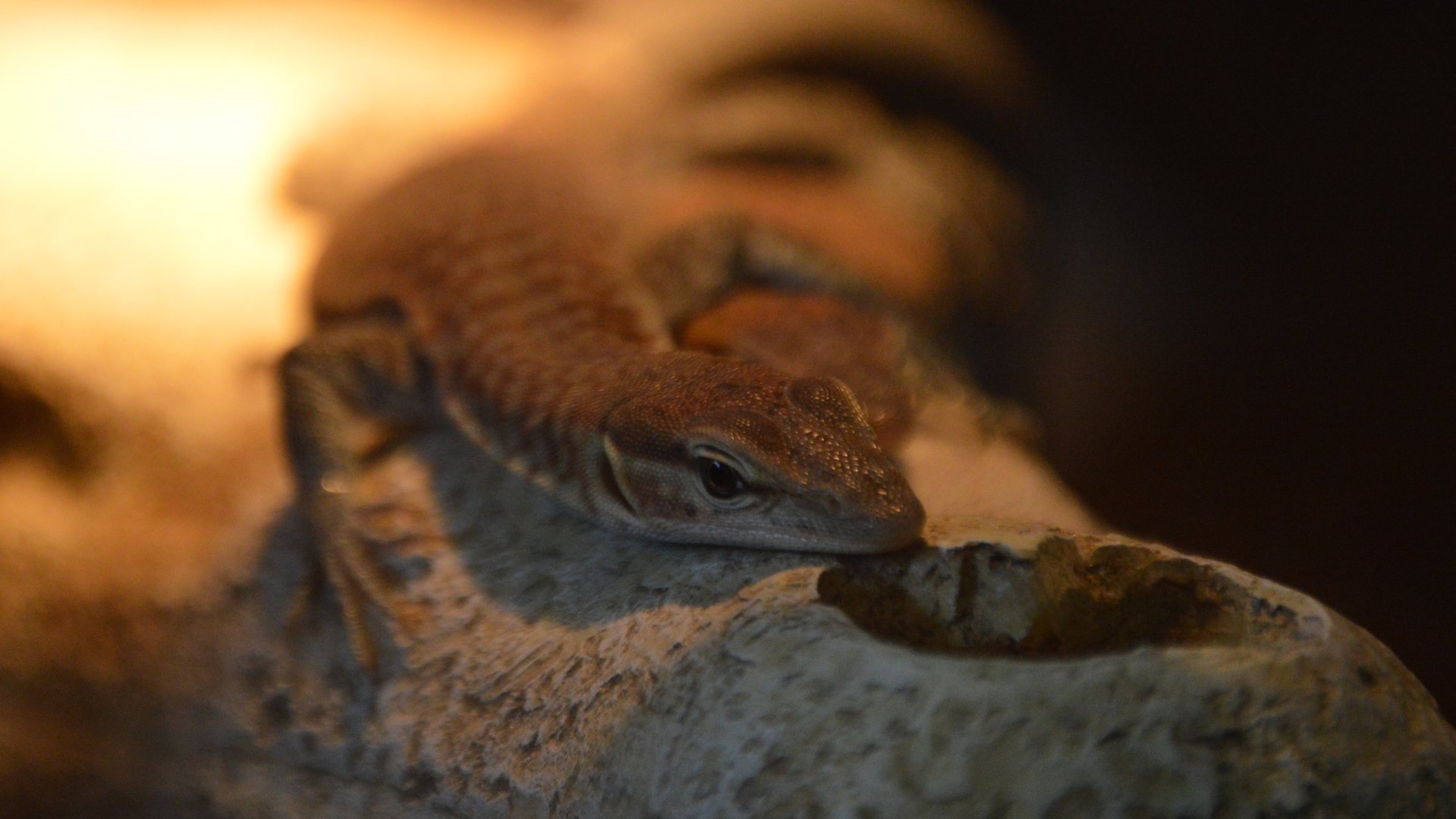 Varanus tristis orientalis